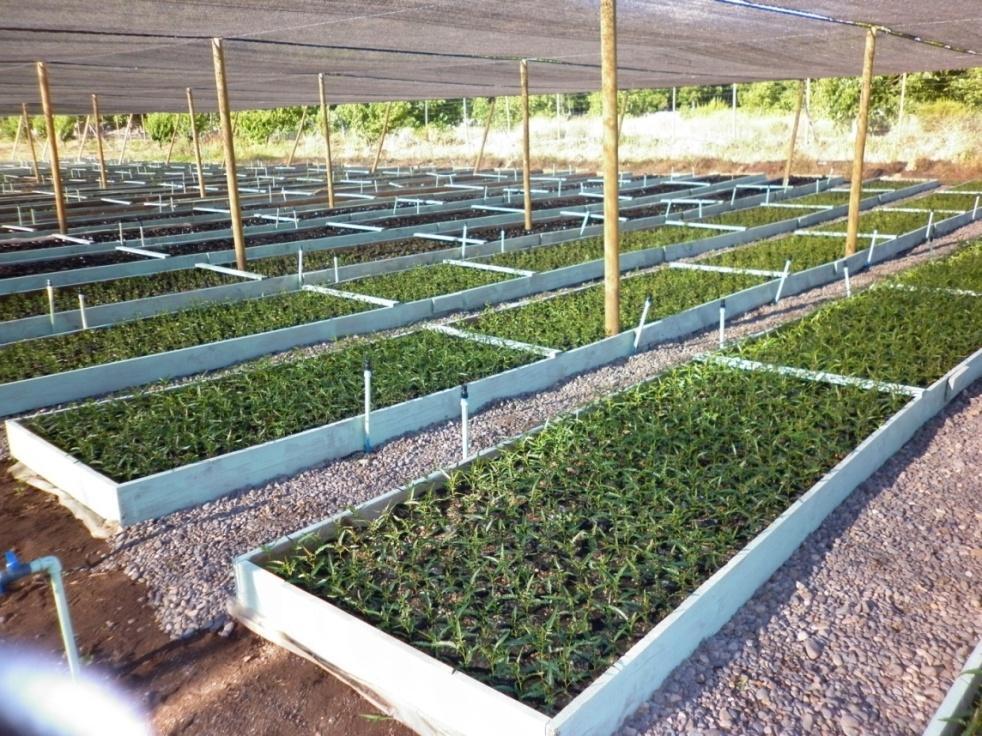 Vivero El vivero que produce las plantas para la fitoestabilización se encuentra en la parcela 15 de Cuncumén.