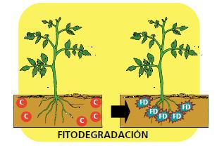 Fitodegradación Es el uso de plantas y de los microorganismos asociados a las raíces, para degradar contaminantes