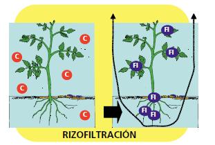 Rizofiltración Es el uso de plantas para extraer contaminantes inorgánicos u orgánicos desde medios líquidos (aguas y riles industriales).