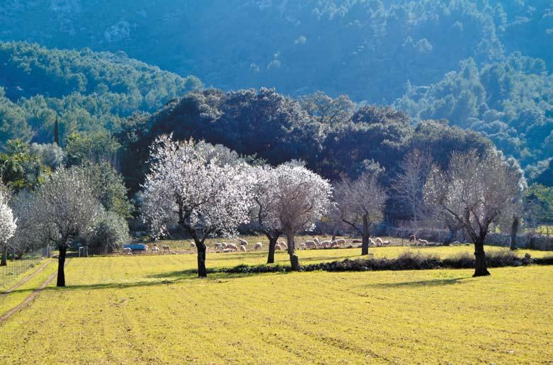 Almendros florecidos en el Vall d en Marc (Foto: Gràcia Salas) 5.