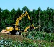 Cosecha La cosecha forestal consiste en la corta final de las plantaciones que llegaron al tamaño requerido de acuerdo al destino de la madera.