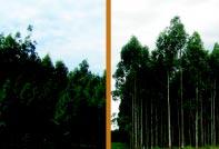 Pinos y eucaliptos - principales especies forestales en Uruguay ETAPAS DEL CICLO FORESTAL Las plantaciones forestales adecuadamente manejadas constituyen un