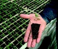 Cosecha de semillas Las semillas que se utilizan para las plantaciones forestales de eucaliptos y pinos de Uruguay son importadas o producidas en el país.