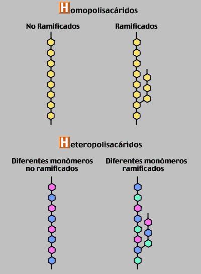 POLISACÁRIDOS Los polisacáridos están formados por la unión de muchos monosacáridos (puede variar entre 11 y varios miles), mediante enlace O-glucosídico, similar al visto en disacáridos, con pérdida