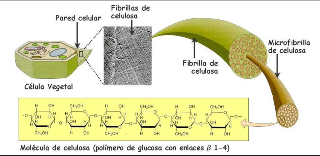 Polisacáridos Unión de varios monosacáridos Celulosa: Polímero vegetal de
