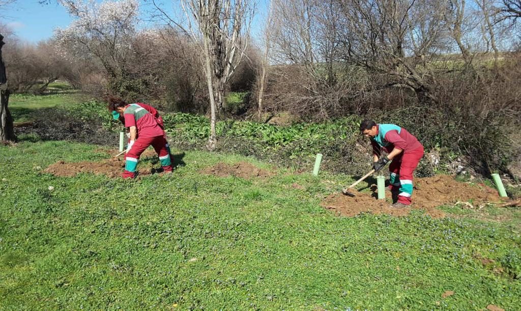 El proyecto LIFE+ Olmos Vivos Avances del proyecto: Plantaciones 2016: 419 ud de Ulmus minor en Aranjuez.