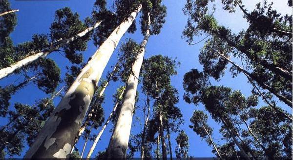 Plantaciones tropicales (consideraciones previas) Otra liga Eucalyptus deglupta en Papua Nueva Guinea 3 años. H=24 m.