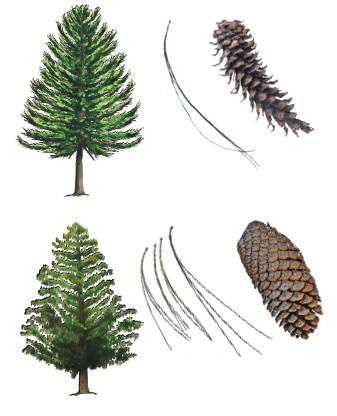 Pinus: Árboles siempre verdes, o rara vez arbustos, más o menos resinosos, de altura variable desde 1 hasta 50 m; tronco con la corteza generalmente lisa y delgada en los árboles jóvenes y gruesa y