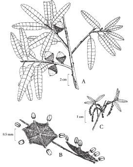 Quercus: A. rama con bellotas; B. flores masculinas; C. rama con inflorescencias masculinas.