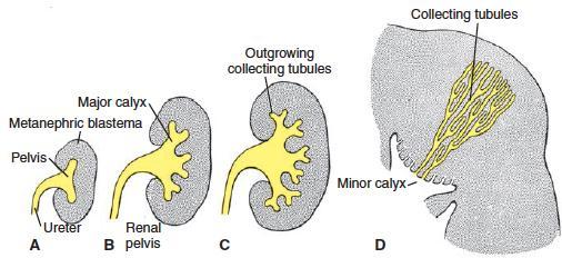 Embriología El desarrollo embriológico de los nefrones es exponencial: en la mitad del 2T ya formado el 80%, completo a las 32-34 sem.
