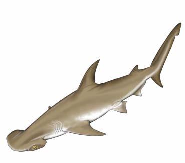 Orden Carcharhiniformes Sphyrna media Cachuda - Scoophead shark Familia Sphyrnidae Descriptor Springer, 1940