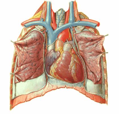 5. Observa detenidamente la siguiente imagen y menciona: a) Estructuras que forman parte de la base del corazón.