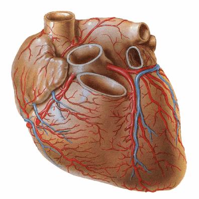 R/ a) Atrios derecho e izquierdo, tronco de la arteria pulmonar, aorta ascendente, vena cava superior. b) Surco interventricular anterior.