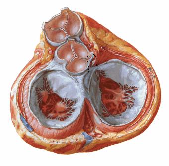 R/ a) Cara anterolateral. b) Arteria pulmonar y aorta ascendente. 7. Identifica los orificios y válvulas correspondientes según los señalamientos de las flechas rojas y verdes.