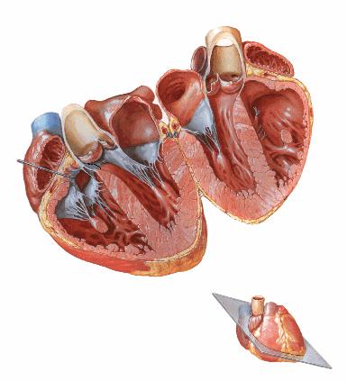 d d a c b 9. De la configuración interna del corazón enlace las características de la columna A con las cavidades de la columna B. Se repiten opciones.