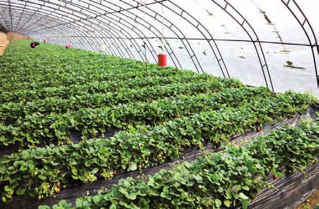 Aplications Used for: greenhouses to allow ventilation, without any risk of attack by insects and pests, for gardening and nursery gardens to protect against the rain s action; and for domestic use