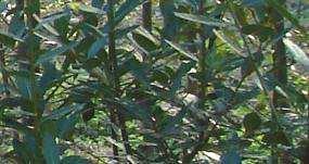 Ilex aquifolium BI CTL7l 80/120 8,50 Gorostia/Acebo BI 4-6 cep 80/120 8,50 120/150 10,00 150/200 12,50 Laurus nobilis GI 2-3 alv 2000cc 10/20 2,50 Erramua / Ereinotza 20/40 3,20 Laurel GI CTL7l