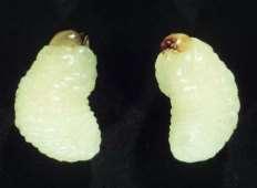Sabía usted que algunas manchas blancas que a veces se encuentran en fideos son causadas por la alimentación de la larva de los gorgojos? Biología.