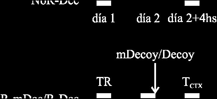 con Decoy (R-Dec 4h ; n=7), o no se reexpusieron y se inyectaron con Decoy (NoR-Dec 4h ; n=6).