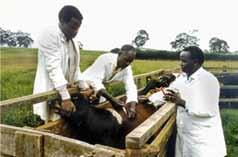 mayor parte del África subsahariana, como consecuencia de la interrupción de la vacunación, asociada a un aumento de los desplazamientos de los animales.