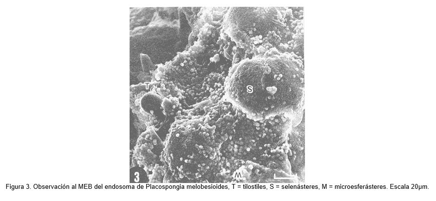 7.- Un endosoma es una vesícula con membrana encargada de transportar el material procedente del exterior que ha sido captado