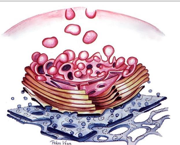 intermedios y los microtúbulos.