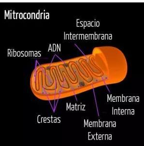 Antecedentes Mitocondrias. Son organelos de forma de fijolito se encuentran en el citoplasma y su número puede variar dependiendo del tipo de célula.