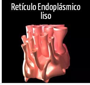 Retículo endoplásmico rugoso (RER) El RER consta de un sistema de membranas organizadas, se encuentra muy cerca del nucleo.