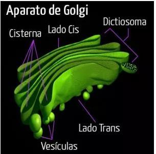 Aparato de Golgi Es un orgnulo membranano encontrado en el citoplasma celular.