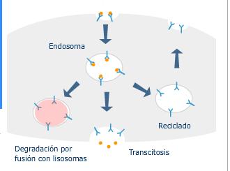 Endosoma El endosoma es una vesícula con membrana encargada de transportar el material procedente del exterior que ha sido captado mediante endocitosis.