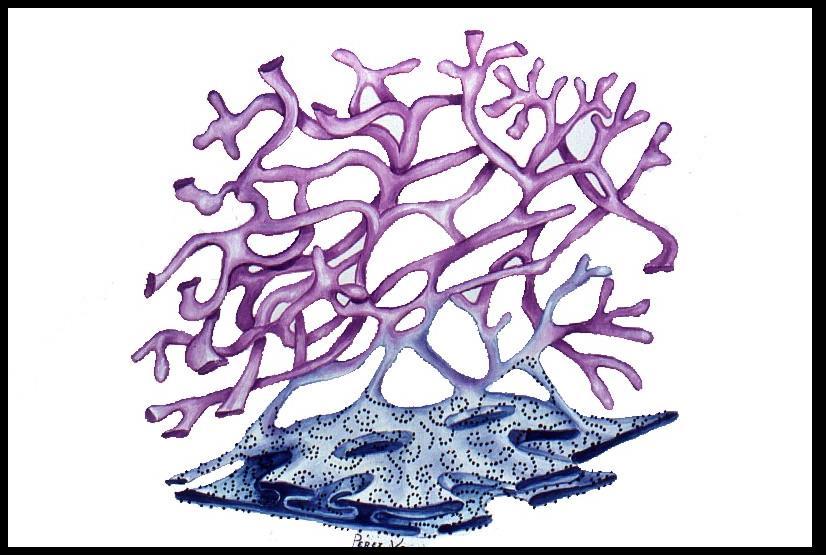 2.- El RER tiene ribosomas y el REL no tiene ribosomas, además el primero sintetiza proteínas y el REL sintetiza