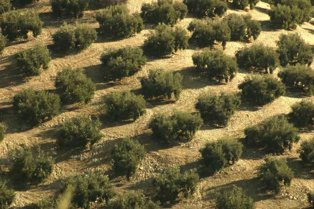 Nos ofrece además un bello paisaje donde el bosque mediterráneo contrasta con los cultivos de olivar.