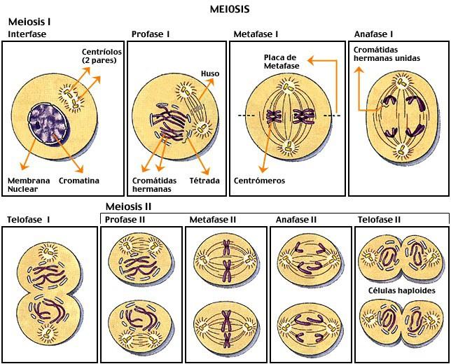 La meiosis La meiosis es un proceso especial de división celular, por el que se forman celulas hijas, con la mitad de cromosomas que las celulas de las que proceden, como es el caso de los gametos La