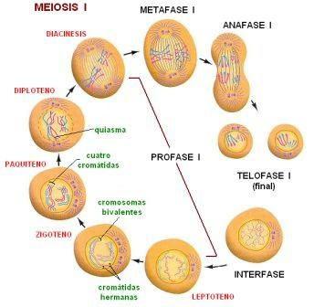 Primera división meiotica: separación de cromosomas homologos Profase I: Los cromosomas homologos se aparean gen a gen y forma los denominados bivalentes o tetradas.