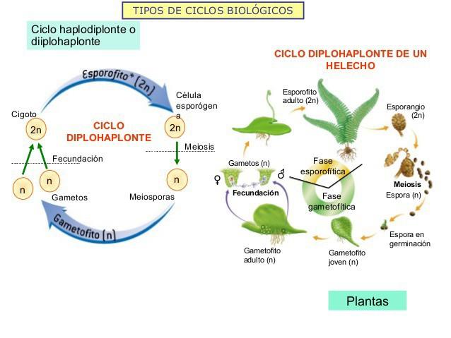 . Ciclo de vida de los organismos: diplohaplontes o alternancia de generaciones (helechos) La meiosis y la fecundación están separadas en el