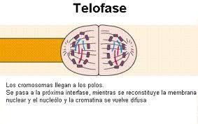 Anafase: a) Las cromátidas hermanas migran hacia los polos de la célula, traccionadas por las fibras del huso Telofase a) Los cromosomas formados por una