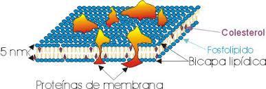 ANTECEDENTES La membrana celular Esta formada por lípidos (fosfolípidos mayoritariamente). Proteínas e hidratos de carbono.