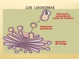 Por otro lado, la disposición que los lípidos adoptan en la membrana de las células depende de su estructura molecular.