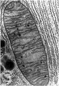 1- ESQUEMATIZA ESTRUCTURAL DE LA MITOCONDRIA Mitocondria Membrana mitocondrial interna Se