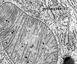 membrana interna y membrana externa Membrana mitocondrial externa Está formado por una bicapa