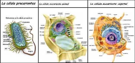 2. LA CÉLULA Las células son las unidades anatómicas y funcionales de todos los seres vivos.