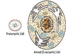 Las células pueden ser de los siguientes tipos: Célula procariota: Células sencillas, pequeñas y primitivas No tienen núcleo. El material genético está libre en el citoplasma.