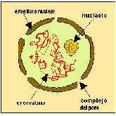 LOS ORGÁNULOS CELULARES Los orgánulos celulares son unas estructuras que se encuentran dispersas por el citoplasma.