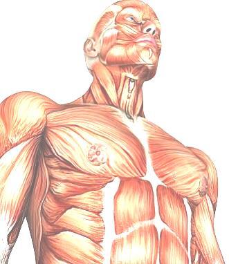 La Miología La miología es el estudio de los músculos y del tejido muscular.