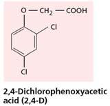 Sintéticas Son auxinas sintéticas: ANA (ácido naftalenacético), AIB (ácído indolbutírico), 2,4-D (ácido 2,4 diclorofenoxiacético), NOA (ácido naftoxiacético) 2,4-DB (ácido 2,4 diclorofenoxibutilico)