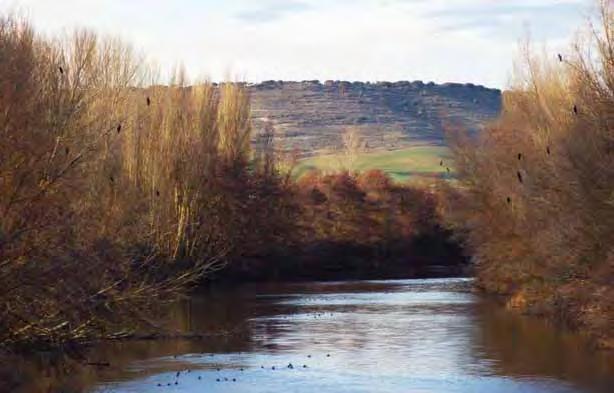Se han prospectado las principales masas de agua palentinas incluidas en las cuencas del Carrión y Pisuerga, así como el Canal de Castilla, la laguna de La Nava y algún cauce o humedal de menor