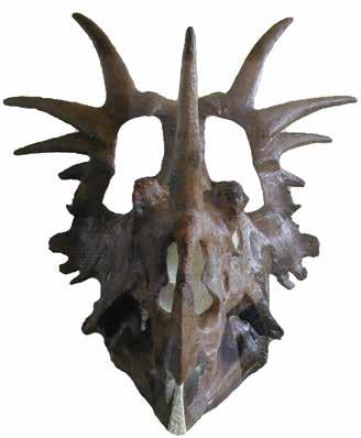 Sus cráneos tenían una gran cubierta ósea, con dos grandes aberturas localizadas simétricamente a cada lado del cráneo. Estas aberturas reducían significativamente su peso.