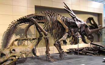 Styracosaurus Se cree que el escudo óseo y los cuernos servían para proteger a este animal de los depredadores. Sin embargo, existen dudas en cuanto a la utilidad real de los cuernos del escudo.