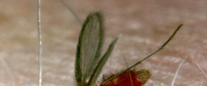 Hospederos de Lutzomyia - ELISA Hembras