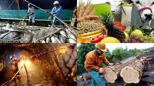 Los sectores económicos en Colombia SECTOR PRIMARIO: